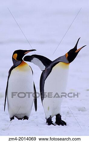 SO. GEORGIA IS., SALISBURY PLAIN, KING PENGUINS ON SNOW, STRETCHING. View Large Photo Image Stock Photo - SO. GEORGIA IS., SALISBURY PLAIN, KING PENGUINS ON SNOW, STRETCHING.. Fotosearch