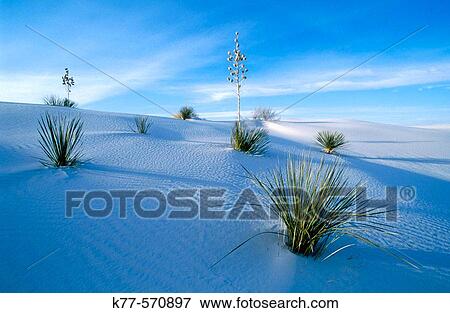Soaptree Yucca (Yucca elata). White Sands National Monument. New Mexico, USA View Large Photo Image Stock Photo - Soaptree Yucca (Yucca elata). White Sands National Monument. New Mexico, USA. Fotosearch