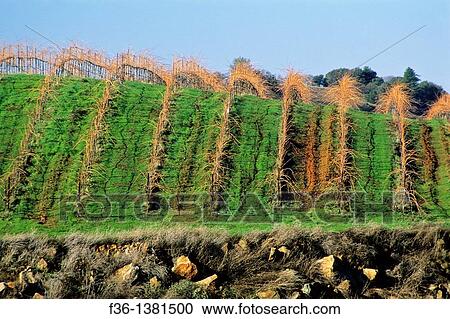 Stock Image - Sobon Estates Winery, orig historic D? Agostini Vineyard, one of oldest in CA Amador County, California. Fotosearch