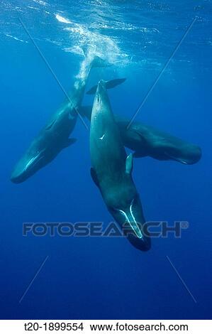 Social bahavior of Sperm Whale, Physeter macrocephalus, Caribbean Sea, Dominica View Large Photo Image Picture - Social bahavior of Sperm Whale, Physeter macrocephalus, Caribbean Sea, Dominica. Fotosearch