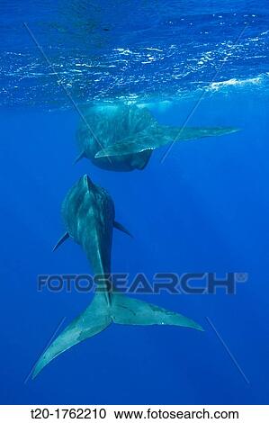Social bahavior of Sperm Whale, Physeter macrocephalus, Caribbean Sea, Dominica View Large Photo Image Stock Image - Social bahavior of Sperm Whale, Physeter macrocephalus, Caribbean Sea, Dominica. Fotosearch