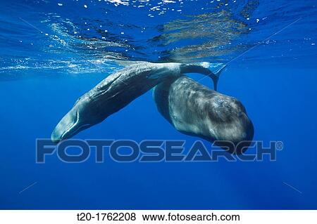 Social bahavior of Sperm Whale, Physeter macrocephalus, Caribbean Sea, Dominica View Large Photo Image Stock Photo - Social bahavior of Sperm Whale, Physeter macrocephalus, Caribbean Sea, Dominica. Fotosearch