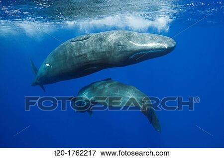 Social bahavior of Sperm Whale, Physeter macrocephalus, Caribbean Sea, Dominica View Large Photo Image Stock Photo - Social bahavior of Sperm Whale, Physeter macrocephalus, Caribbean Sea, Dominica. Fotosearch