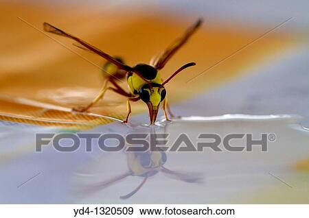 Social Wasps Family vespidae, drinking water, Mabuasehube, Kgalagadi Transfrontier Park, Kalahari desert, Botswana View Large Photo Image Stock Photo - Social Wasps Family vespidae, drinking water, Mabuasehube, Kgalagadi Transfrontier Park, Kalahari desert, Botswana. Fotosearch