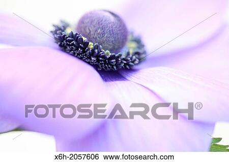 soft and romantic purple anemone flower head close up. View Large Photo Image Stock Photograph - soft and romantic purple anemone flower head close up.. Fotosearch