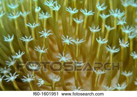 Soft coral, Pohnpei, Federated States of Micronesia View Large Photo Image Stock Image - Soft coral, Pohnpei, Federated States of Micronesia. Fotosearch