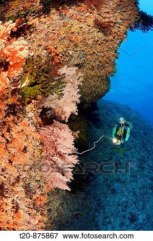 Soft Corals on Wall and Diver, Nephtea, Peleliu Wall, Micronesia, Palau View Large Photo Image Stock Photo - Soft Corals on Wall and Diver, Nephtea, Peleliu Wall, Micronesia, Palau. Fotosearch