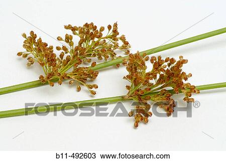 Stock Image - Soft rush. Juncus effusus.. Fotosearch