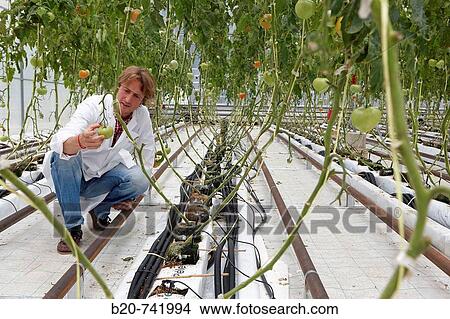 Picture - Soiless culture of tomatoes on cocoa fiber growing medium, greenhouses, Neiker Tecnalia, Instituto de Investigaci? n y Desarrollo Agrario, Derio, Bizkaia, Euskadi. Fotosearch