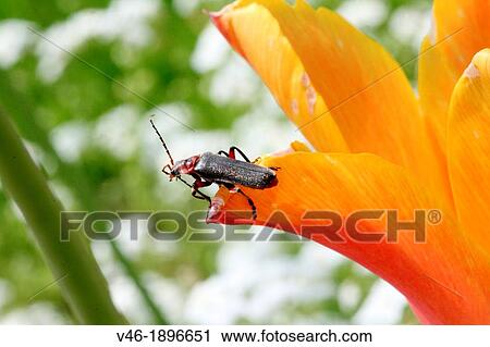 Soldier beetle on edge of tulip petal View Large Photo Image Stock Image - Soldier beetle on edge of tulip petal. Fotosearch