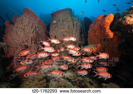 Stock Image - Soldierfish on Coral Reef, Myripristis jacobus, Caribbean Sea, Dominica. Fotosearch