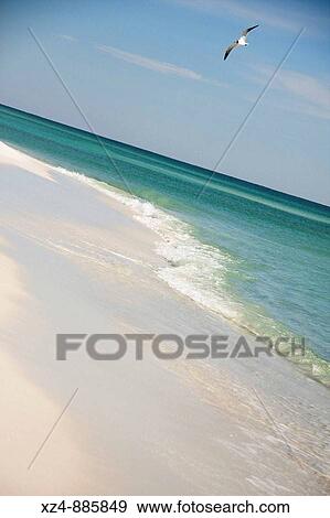 solitary gull soars above beach View Large Photo Image Stock Photo - solitary gull soars above beach. Fotosearch