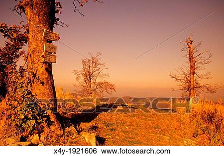 Stock Photograph - Solitary tree on the summit of Skalnata used as tourist signpost, Male Karpaty, Slovakia. Fotosearch