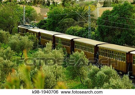 Stock Photograph - Soller train between olive, Sa Garriga, mallorca, Balearic Islands, Spain, Europe. Fotosearch