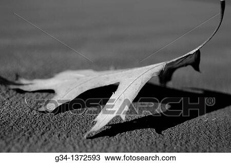 Solo Fallen Leaf View Large Photo Image Stock Image - Solo Fallen Leaf. Fotosearch