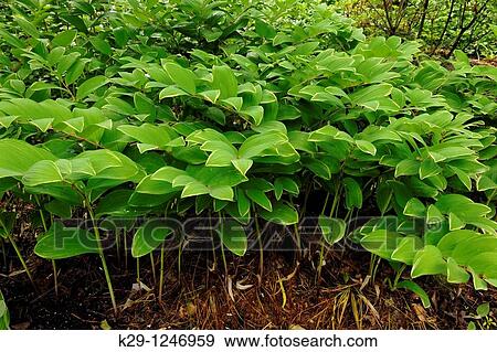 Solomon's Seal Polygonatum Woodland plant in naturalized garden setting View Large Photo Image Stock Photo - Solomon's Seal Polygonatum Woodland plant in naturalized garden setting. Fotosearch