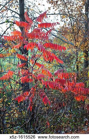 Stock Photograph - Some bright red Fall foliage. Fotosearch