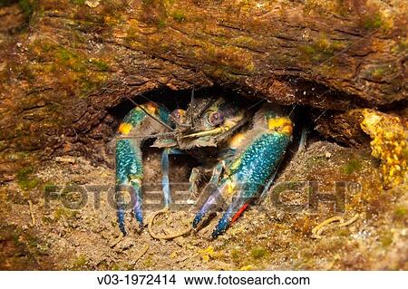 Some Fresh Water King Shrimps living in the holes of a log, at Las Estacas, Mexico. View Large Photo Image Picture - Some Fresh Water King Shrimps living in the holes of a log, at Las Estacas, Mexico.. Fotosearch