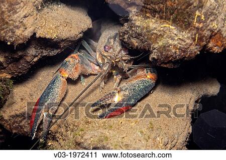Some Fresh Water King Shrimps living in the holes of a log, at Las Estacas, Mexico. View Large Photo Image Stock Image - Some Fresh Water King Shrimps living in the holes of a log, at Las Estacas, Mexico.. Fotosearch
