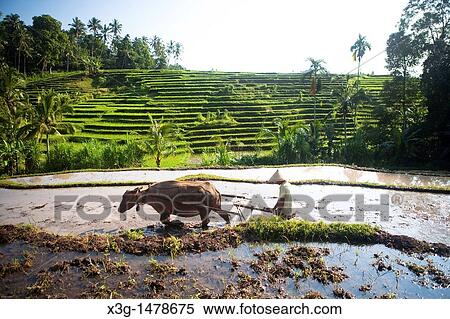 Stock Photography - Some of the countless rice fields when traveling across Bali's interior, Indonesia. Fotosearch