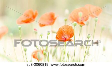 Stock Photo - Some wheat fields filled with poppies themselves, forming authentic seas of yellow and red. Picture taken in Villarcayo, Burgos Spain. Fotosearch