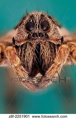 Somo kind of wolf spider, they are robust and agile hunters with good eyesight. They live mostly solitary lives and hunt alone. View Large Photo Image Stock Image - Somo kind of wolf spider, they are robust and agile hunters with good eyesight. They live mostly solitary lives and hunt alone.. Fotosearch