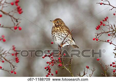 Stock Photo - Song Thrush Turdus philomelos. Fotosearch