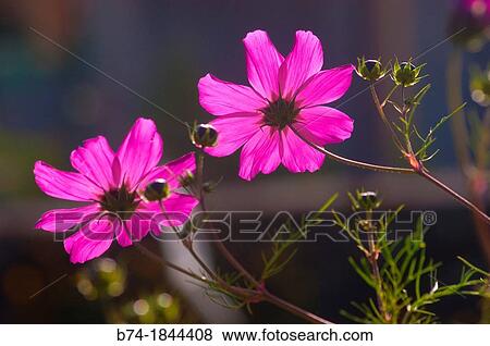 Stock Photo - SONY DSC. Fotosearch