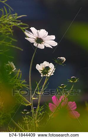 Stock Photo - SONY DSC. Fotosearch