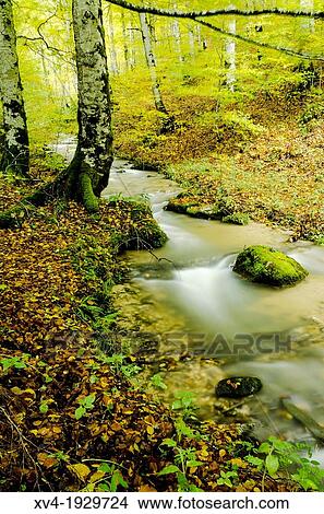 Sorogain forest in Erro Valley, Navarre, Spain View Large Photo Image Picture - Sorogain forest in Erro Valley, Navarre, Spain. Fotosearch