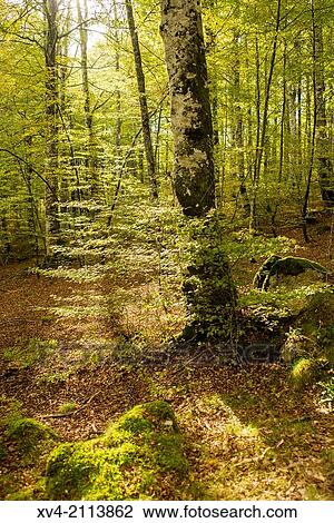 Sorogain forest, Navarre, Spain. View Large Photo Image Stock Image - Sorogain forest, Navarre, Spain.. Fotosearch