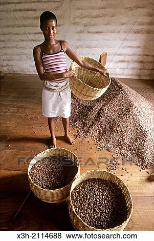 Stock Photo - sorting of cocoa beans, village of Praia das Conchas, in the northern part of Sao Tome Island, Republic of Sao Tome and Principe, Africa.. Fotosearch