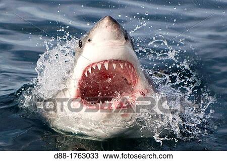 South Africa, Gansbaii, Dyer Island, great white shark Carcharodon carcharias attracted with food. View Large Photo Image Stock Image - South Africa, Gansbaii, Dyer Island, great white shark Carcharodon carcharias attracted with food.. Fotosearch