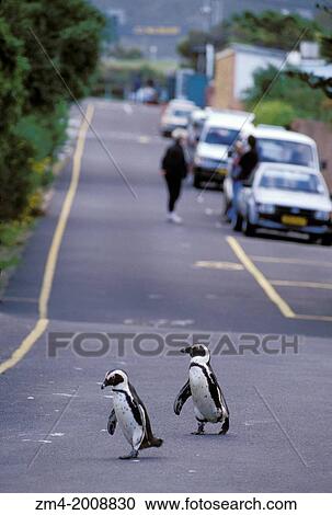 SOUTH AFRICA, NEAR CAPE TOWN, SIMONTOWN, JACKASS PENGUINS ON ROAD. View Large Photo Image Stock Image - SOUTH AFRICA, NEAR CAPE TOWN, SIMONTOWN, JACKASS PENGUINS ON ROAD.. Fotosearch