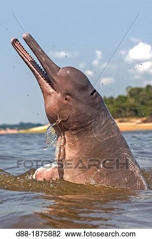 South America, Brazil, Amazonas state, Manaus, Amazon river basin, along Rio, Amazon River Dolphin, Pink River Dolphin or Boto Inia geoffrensis, wild animal in tannin-rich water, extremely rare picture of wild animal spyhopping View Large Photo Image Stock Image - South America, Brazil, Amazonas state, Manaus, Amazon river basin, along Rio, Amazon River Dolphin, Pink River Dolphin or Boto Inia geoffrensis, wild animal in tannin-rich water, extremely rare picture of wild animal spyhopping. Fotosearch