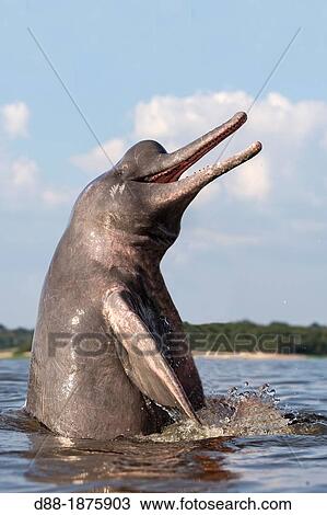 South America, Brazil, Amazonas state, Manaus, Amazon river basin, along Rio, Amazon River Dolphin, Pink River Dolphin or Boto Inia geoffrensis, wild animal in tannin-rich water, extremely rare picture of wild animal spyhopping View Large Photo Image Stock Image - South America, Brazil, Amazonas state, Manaus, Amazon river basin, along Rio, Amazon River Dolphin, Pink River Dolphin or Boto Inia geoffrensis, wild animal in tannin-rich water, extremely rare picture of wild animal spyhopping. Fotosearch
