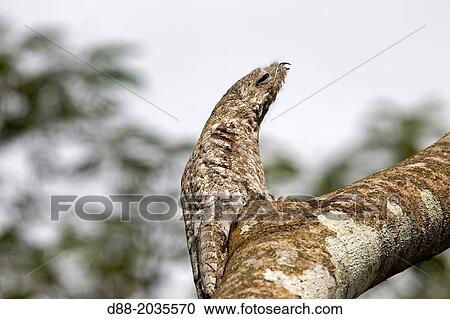 South America, Brazil, Amazonas state, Manaus, Amazon river basin, Great Potoo (Nyctibius grandis), on a egg in the nest. View Large Photo Image Stock Image - South America, Brazil, Amazonas state, Manaus, Amazon river basin, Great Potoo (Nyctibius grandis), on a egg in the nest.. Fotosearch