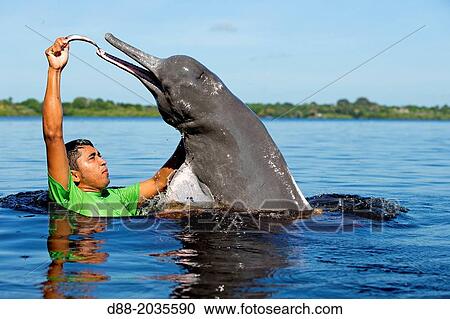 South America, Brazil, Amazonas state, Manaus, Amazon river basin, along Rio, Amazon River Dolphin, Pink River Dolphin or Boto (Inia geoffrensis), wild animal in tannin-rich water, Threatened species (IUCN Red List), fisherman feeding a dolphin View Large Photo Image Stock Image - South America, Brazil, Amazonas state, Manaus, Amazon river basin, along Rio, Amazon River Dolphin, Pink River Dolphin or Boto (Inia geoffrensis), wild animal in tannin-rich water, Threatened species (IUCN Red List), fisherman feeding a dolphin. Fotosearch