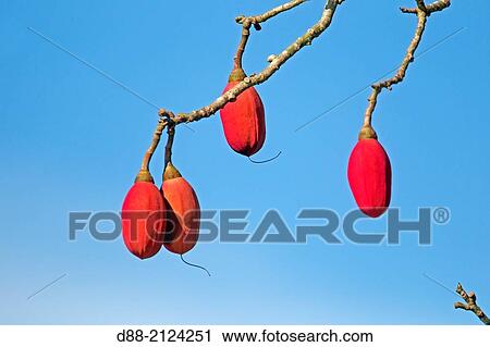 South America, Brazil, Amazonas state, Manaus, Amazon river basin, Great Kapok Tree. ( Ceiba pentandra ). View Large Photo Image Stock Image - South America, Brazil, Amazonas state, Manaus, Amazon river basin, Great Kapok Tree. ( Ceiba pentandra ).. Fotosearch