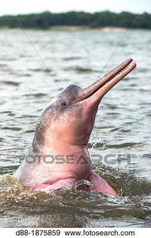 South America, Brazil, Amazonas state, Manaus, Amazon river basin, along Rio, Amazon River Dolphin, Pink River Dolphin or Boto Inia geoffrensis View Large Photo Image Stock Photo - South America, Brazil, Amazonas state, Manaus, Amazon river basin, along Rio, Amazon River Dolphin, Pink River Dolphin or Boto Inia geoffrensis. Fotosearch