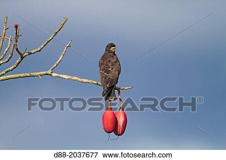South America, Brazil, Amazonas state, Manaus, Amazon river basin, Snail Kite (Rostrhamus sociabilis), Immature, perched on a kapok tree. View Large Photo Image Stock Photo - South America, Brazil, Amazonas state, Manaus, Amazon river basin, Snail Kite (Rostrhamus sociabilis), Immature, perched on a kapok tree.. Fotosearch