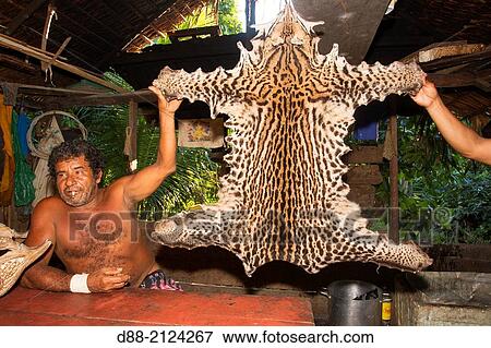 South America, Brazil, Amazonas state, Manaus, skin of a ocelot (Leopardus pardalis), hold by one man. View Large Photo Image Stock Photo - South America, Brazil, Amazonas state, Manaus, skin of a ocelot (Leopardus pardalis), hold by one man.. Fotosearch