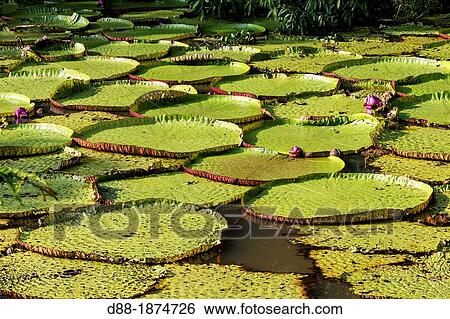 South America, Brazil, Amazonas state, Manaus, Amazon river basin, Giant lily leaves and flower Victoria amazonica in a tributary creek of the Rio View Large Photo Image Stock Photograph - South America, Brazil, Amazonas state, Manaus, Amazon river basin, Giant lily leaves and flower Victoria amazonica in a tributary creek of the Rio . Fotosearch