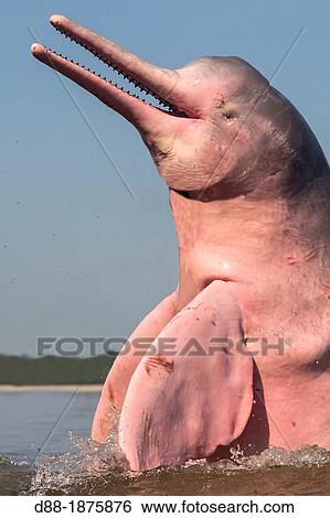 Stock Photograph - South America, Brazil, Amazonas state, Manaus, Amazon river basin, along Rio, Amazon River Dolphin, Pink River Dolphin or Boto Inia geoffrensis, extremely rare picture of wild animal breaching, Threatened species IUCN Red List,. Fotosearch
