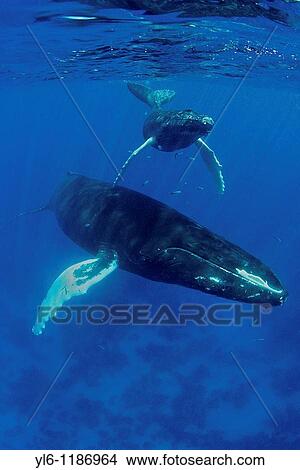 Picture - South America, Caribbean, Dominican Republic, Silver Bank Humpback Whale with Calf. Fotosearch