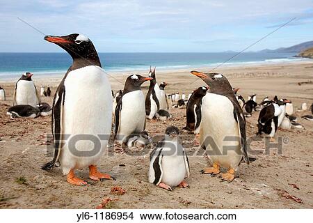 South America, Falkland Islands, Saunders Island, the Neck Gentoo Penguin colony View Large Photo Image Picture - South America, Falkland Islands, Saunders Island, the Neck Gentoo Penguin colony. Fotosearch