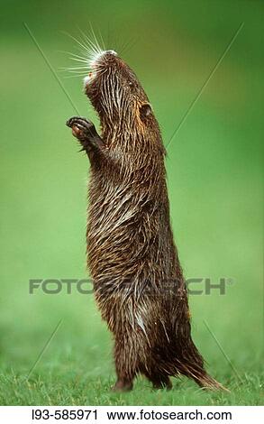 South American Nutria (Myocastor coypus) View Large Photo Image Stock Image - South American Nutria (Myocastor coypus). Fotosearch