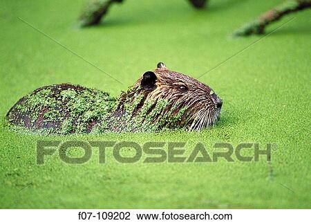 South American Nutria (Myocastor coypus). Louisiana, USA View Large Photo Image Stock Image - South American Nutria (Myocastor coypus). Louisiana, USA. Fotosearch