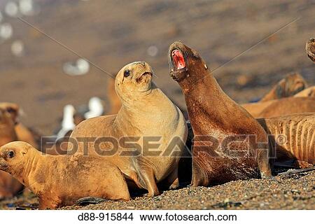 South American Sea Lions (Otariaflavescens, formerly Otaria byronia). Punta Norte, Pen? nsula Valdez, Patagonia, Argentina. View Large Photo Image Picture - South American Sea Lions (Otariaflavescens, formerly Otaria byronia). Punta Norte, Pen? nsula Valdez, Patagonia, Argentina.. Fotosearch