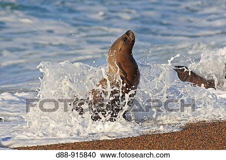 Stock Image - South American Sea Lions (Otariaflavescens, formerly Otaria byronia). Punta Norte, Pen? nsula Valdez, Patagonia, Argentina.. Fotosearch